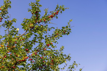 ripe harvest of large cherry plum in the summer