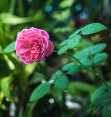 The rose blooms in the morning sun in the beautiful garden
