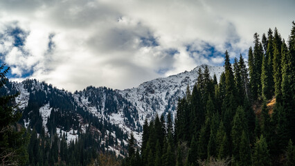 green forest at the foot of the mountains. clouds over the mountain peaks