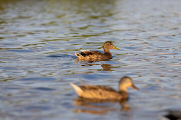 wild birds ducks while feeding at sunset