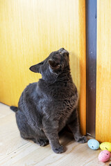 American Burmese cat asks you to open the door from his room. Caring for pets