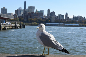 seagull on the pier brooklyn bridge