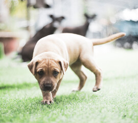 Dogs sitting on wooden floor by door.Directly above shot of dog on bed at home. Nuca the beagle, sleepy dog in the morning.Close-up portrait of dog wearing sweater and knit hat against green backgroun