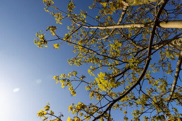 green foliage on a maple tree in spring bloom