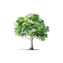 Obraz premium Tree watercolor clipart crop picture use Set of hand drawn trees. forest tree pack isolated transparent background PNG 300 DPI