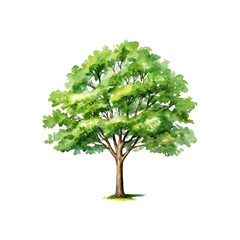 Tree watercolor clipart crop picture use Set of hand drawn trees. forest tree pack isolated transparent background PNG 300 DPI