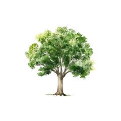 Fototapeta na wymiar Tree watercolor clipart crop picture use Set of hand drawn trees. forest tree pack isolated transparent background PNG 300 DPI