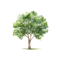 Tree watercolor clipart crop picture use Set of hand drawn trees. forest tree pack isolated transparent background PNG 300 DPI - obrazy, fototapety, plakaty