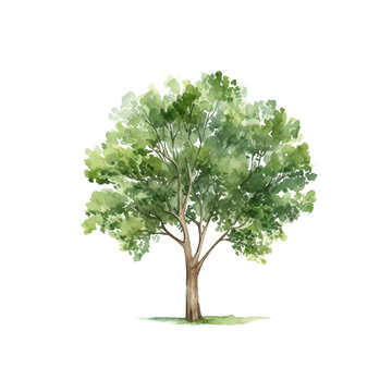 Tree watercolor clipart crop picture use Set of hand drawn trees. forest tree pack isolated transparent background PNG 300 DPI