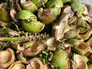 young coconut shell palm tree
