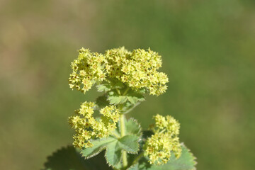 Closeup flowering garden lady's-mantle, lady's-mantle (Alchemilla mollis), family Rosaceae. Summer, Dutch garden