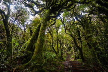 Fototapeta premium Magical rainforest in Egmont national park in the northern island of New Zealand