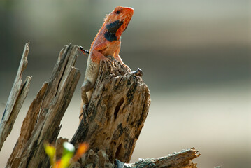 garden lizard 