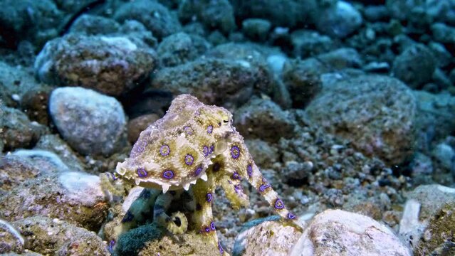 4k Blue Ring octopus walking and swimming across rocks