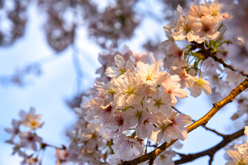 桜