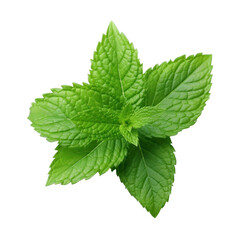 Mint leaves isolated transparent background