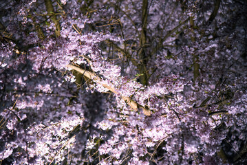 京都東山円山公園の祇園枝垂れ桜の夜桜