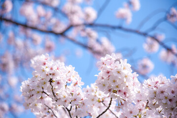 桜