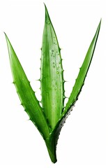 Vibrant aloe vera leaf, translucent with water drops, isolated