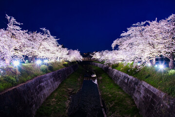 山崎川桜ライトアップ	