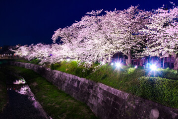 山崎川桜ライトアップ	