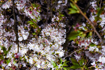 夜桜