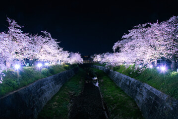 山崎川桜ライトアップ