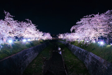 山崎川桜ライトアップ