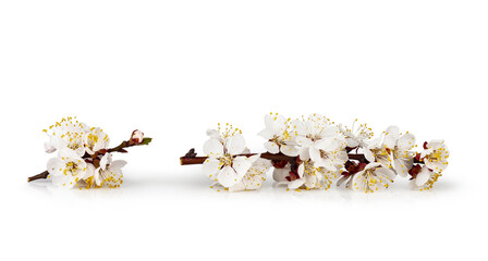 Apricot flowers isolated on a white background