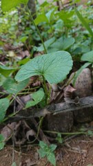 Srilanka Nature Green Gotukula Garden, Beautiful Nature Green 