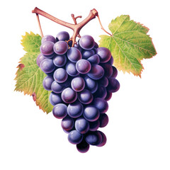 Fototapeta premium grape vine with ripe berries isolated on white background, drawing illustration