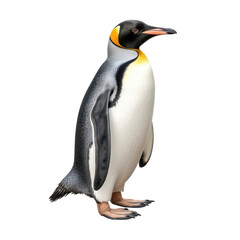 Obraz premium Animal bird penguin isolated on white background