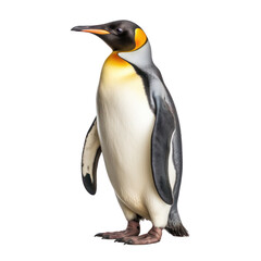 Animal bird penguin isolated on white background