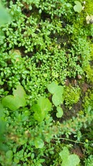 Fototapeta na wymiar Green plants with green leaves 