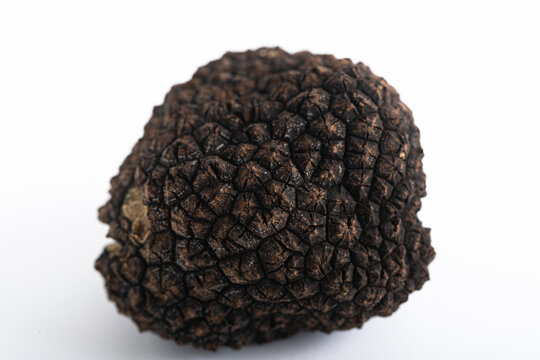 Exquisite Black Truffle on a Clean White Surface