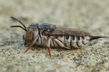 Closeup on a female of the small and colorful Thorn-tailed sharptail bee, Coelioxys acanthura