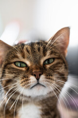 close up of a grey cat with green eyes looking into the frame