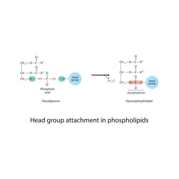 Diagram of Head group attachment in phospholipids - Diacylglycerol conversion to Glycerophospholipid, reaction of alcohol groups.  Scientific vector illustration.