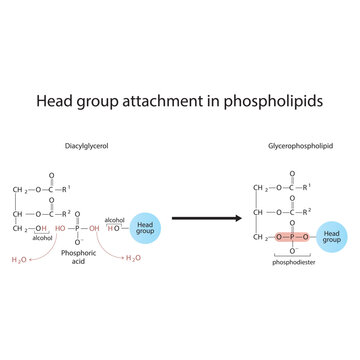 Diagram of Head group attachment in phospholipids - Diacylglycerol conversion to Glycerophospholipid, reaction of alcohol groups.  Scientific vector illustration.