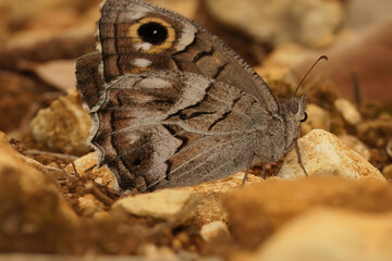 Closeup on a Mediterranean striped Grayling Hipparchia fidia with closed wings sitting on the ground