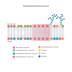 Diagrams showing schematic structure of cytoplasmatic membrane, including phospholipids (PE, PC, PS, sphingomyelin) glycolipids, cholesterol, lipid raft. Colorful scientific vector illustration.