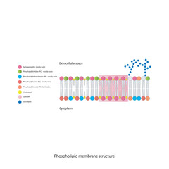 Diagrams showing schematic structure of cytoplasmatic membrane, including phospholipids (PE, PC, PS, sphingomyelin) glycolipids, cholesterol, lipid raft. Colorful scientific vector illustration.