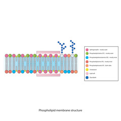 Diagrams showing schematic structure of cytoplasmatic membrane, including phospholipids (PE, PC, PS, sphingomyelin) glycolipids, cholesterol, lipid raft. Colorful scientific vector illustration.