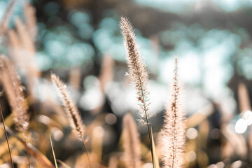 grass flower with sunlight in the park