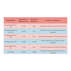 Table showing Phospholipids types, membrane abundance and location and biological function - including PC, PE, PS, PI, SM, cholesterol Blue and pink scientific vector illustration.