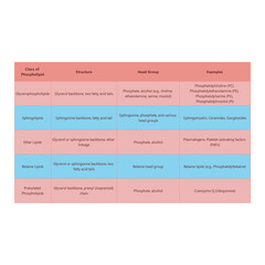 Table showing Phospholipids structure, head groups and exapmles of each type  - including Glycerophospholipid, sphingolipid, ether lipid and more Blue and pink scientific vector illustration.
