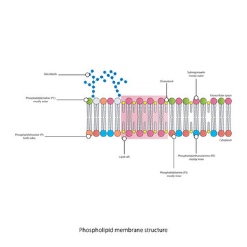 Diagrams showing schematic structure of cytoplasmatic membrane, including phospholipids (PE, PC, PS, sphingomyelin) glycolipids, cholesterol, lipid raft. Colorful scientific vector illustration.