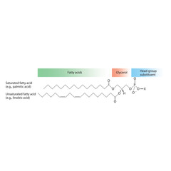 Diagram showing schematic molecular structure of Glycerophospholipids - including fatty acid, head group, glycerol and substituent  scientific vector illustration.