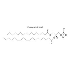 Diagram showing schematic molecular structure of Phosphatidic acid  Scientific vector illustration.