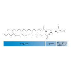 Obraz premium Diagram showing schematic molecular structure of Glycerophospholipids - including fatty acid, head group, glycerol and substituent Blue Scientific vector illustration.